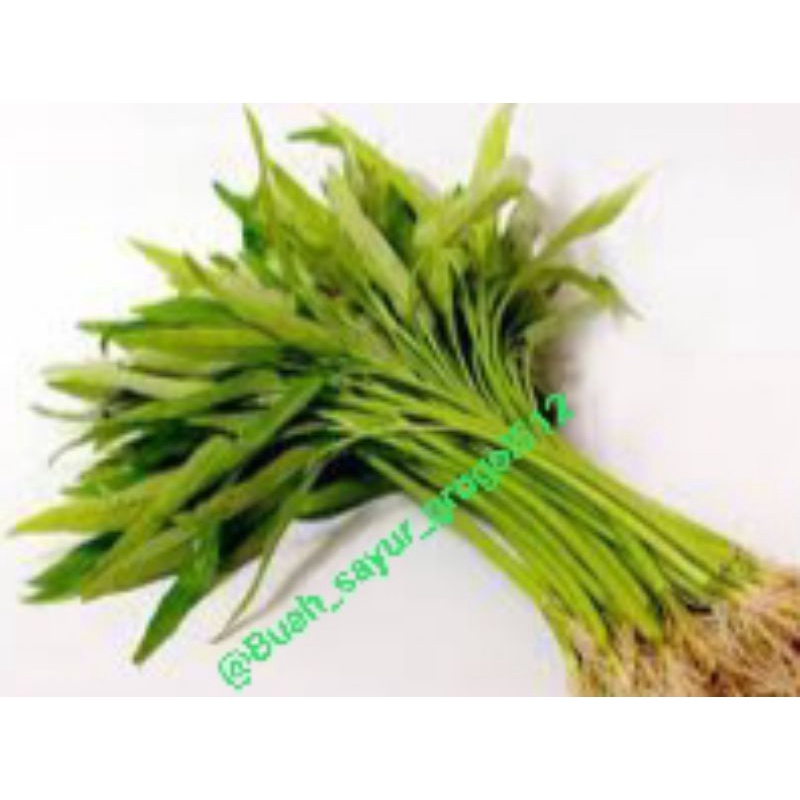 

Kangkung / kangkung sayur_ per ikat