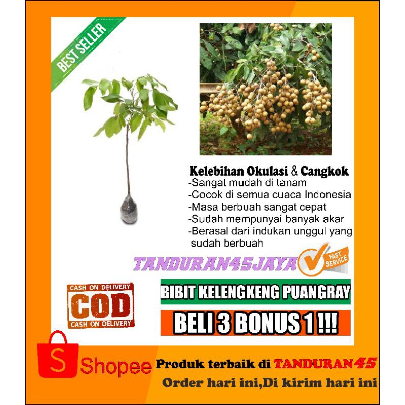 Bibit kelengkeng puangray/bibit kelengkeng/kelengkeng puangray