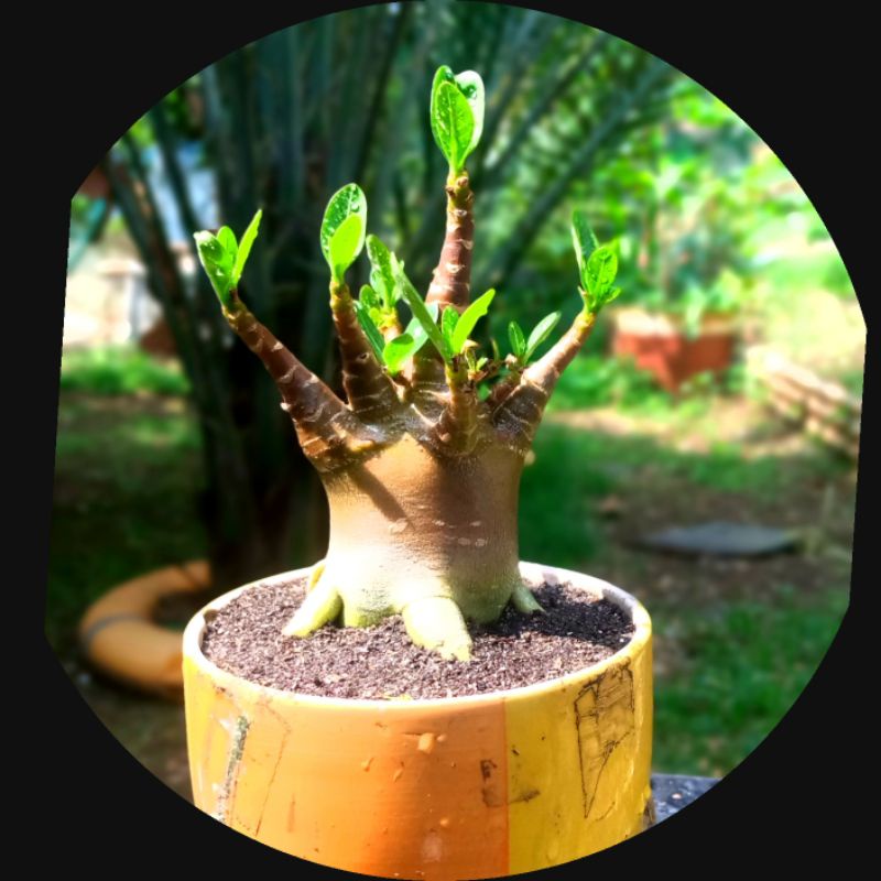 Adenium godji bif x black cdp