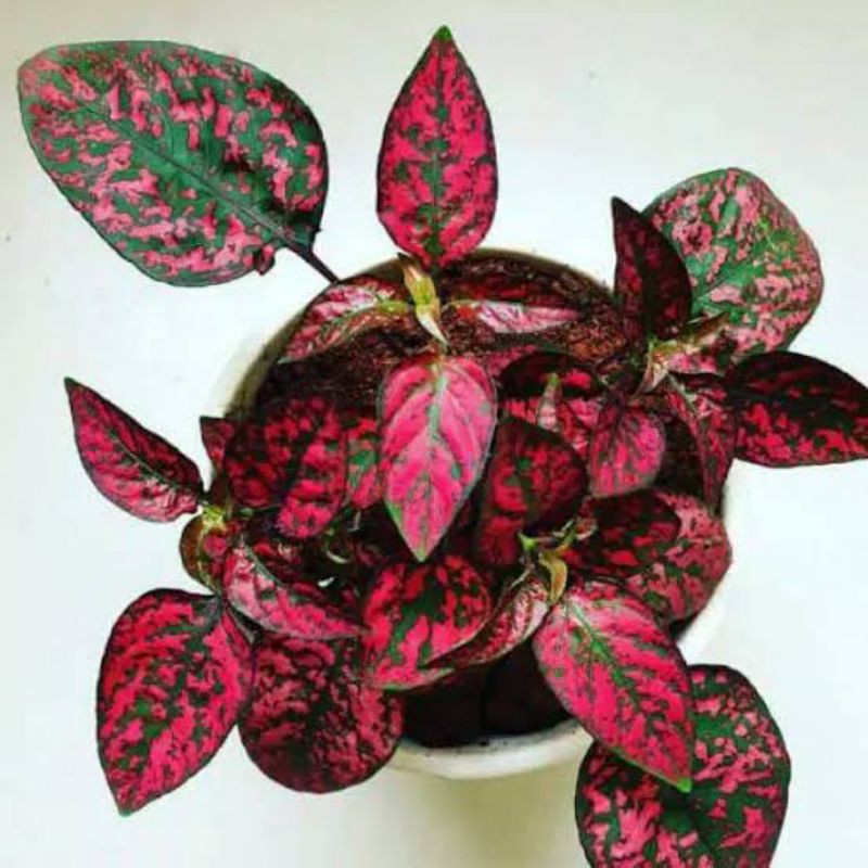 Tanaman hias hypoestes merah