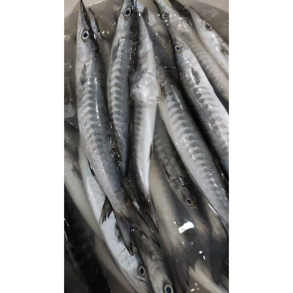 

Jual ikan Alu-alu - 1 Kg