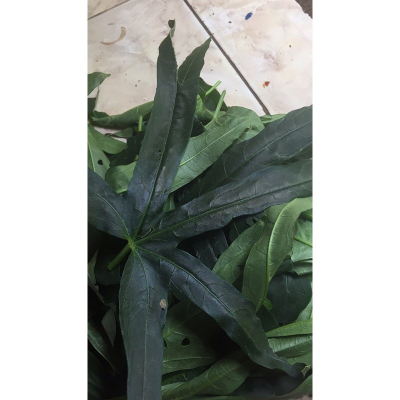 

daun sedi obat sakit pinggang herbal