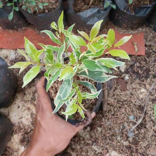 pohon pucuk merah variegata - pucuk merah variegata - pucuk merah - variegata - bibit pucuk merah