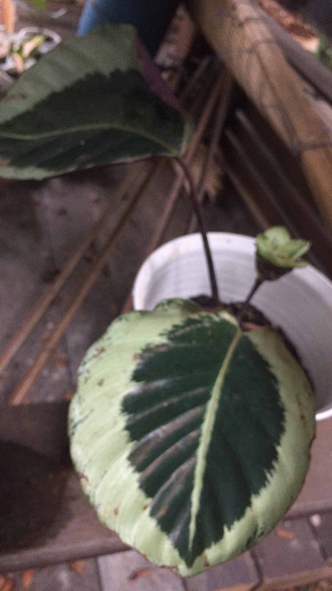 Tanaman Hias Calathea Marion