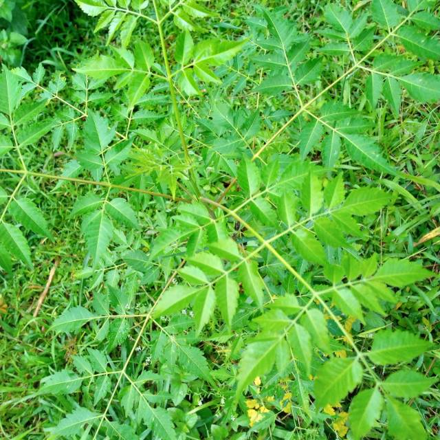 

Daun mindi segar 1kg