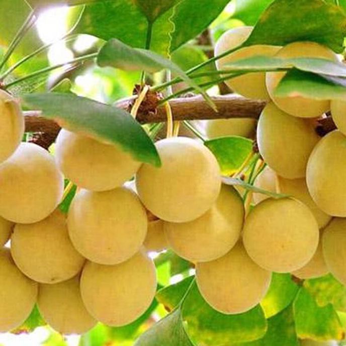Product Min 2 Biji Benih Buah Ginkgo Biloba Asli!