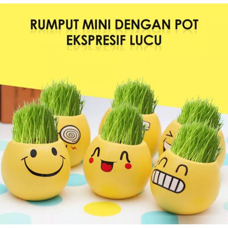 BLESSHOP Pot Bunga Tanaman Hias Hidup Mini DIY Sculen