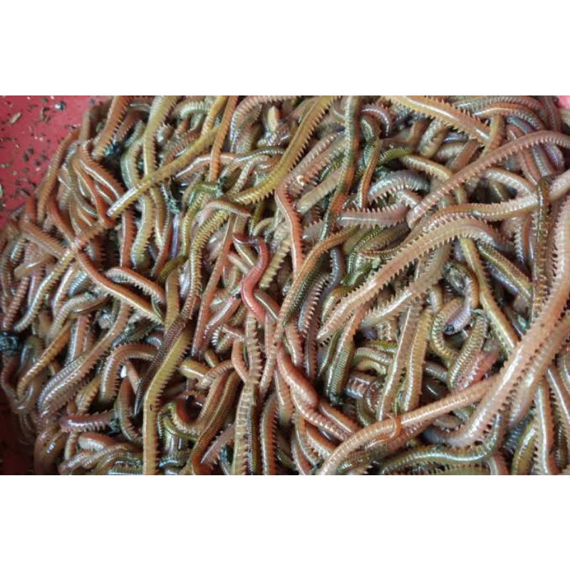 CACING LAUT Atau CACING NAGA/LENGKI SUPER UMPAN PANCING