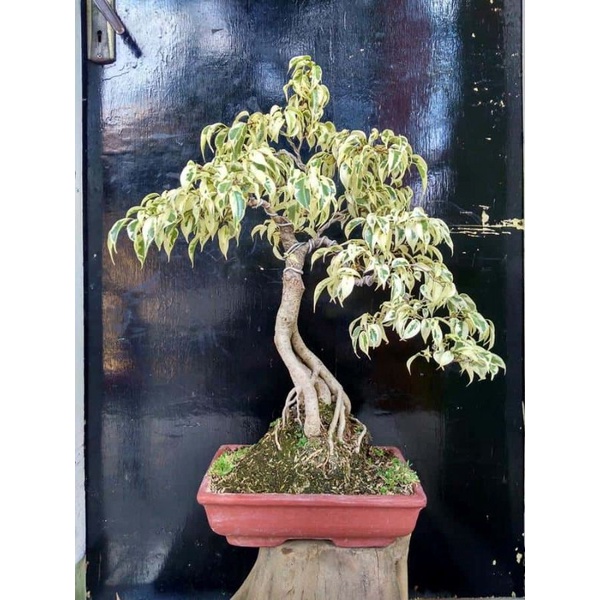 BIBIT BONSAI BERINGIN VARIGATA
