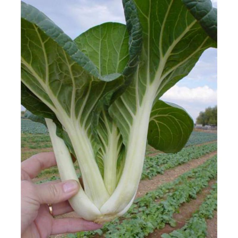 BENIH SAWI PAKCOY PUTIH PAK CHOI WHITE STEM HAIRA SEED