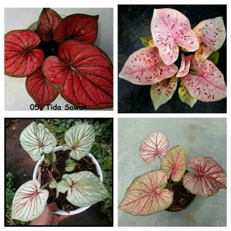 tanaman hias umbi caladium tidasawan,raspberry moon,srikandi garuda,lay thai
