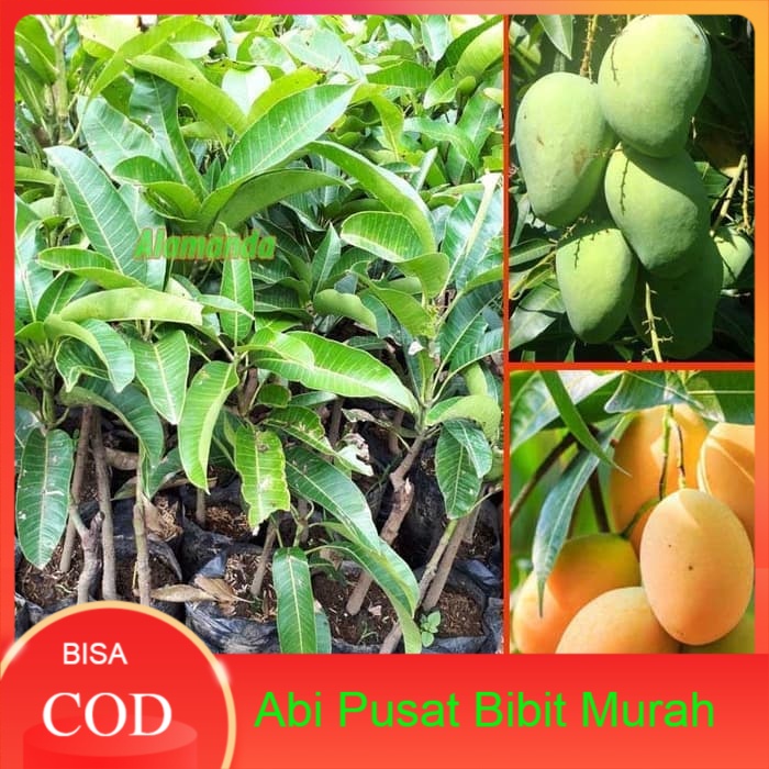 Bibit Tanaman Mangga Madu Anggur