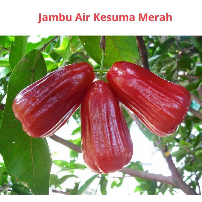tanaman jambu air kesuma merah