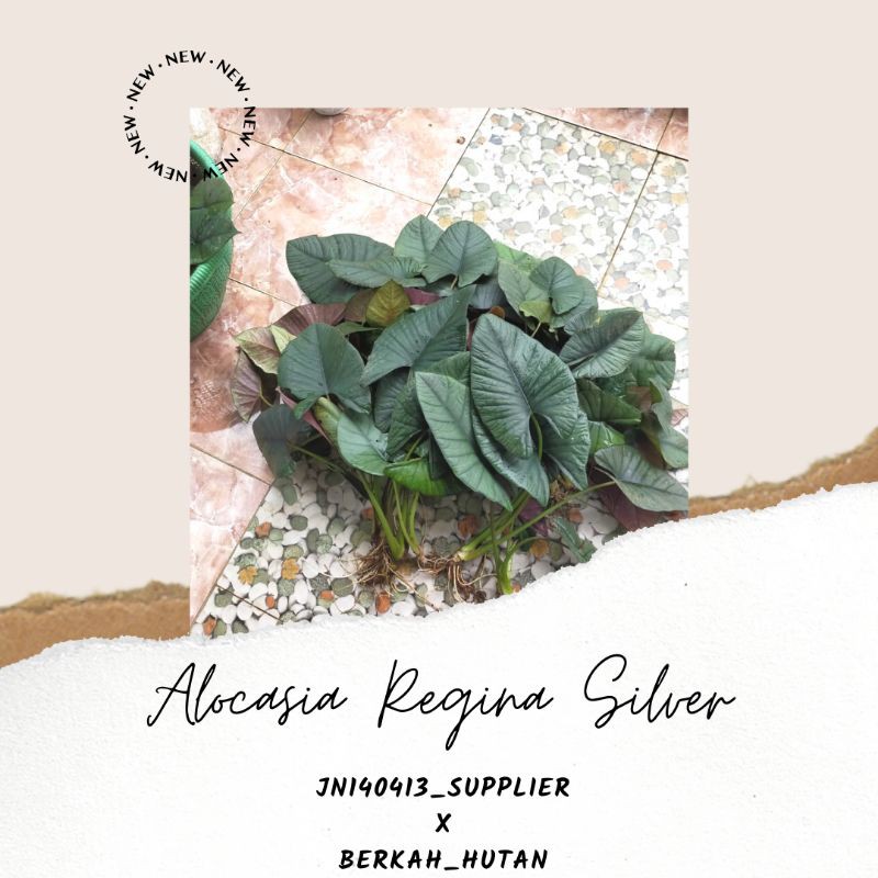 BUY10GET12, alocasia regina silver Cabutan Alokasia Reginae Dewasa Dikirim Dengan Daun