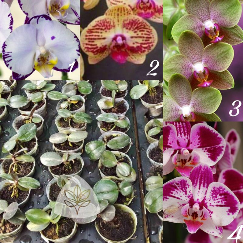 Seedling Anggrek Bulan Hybrid