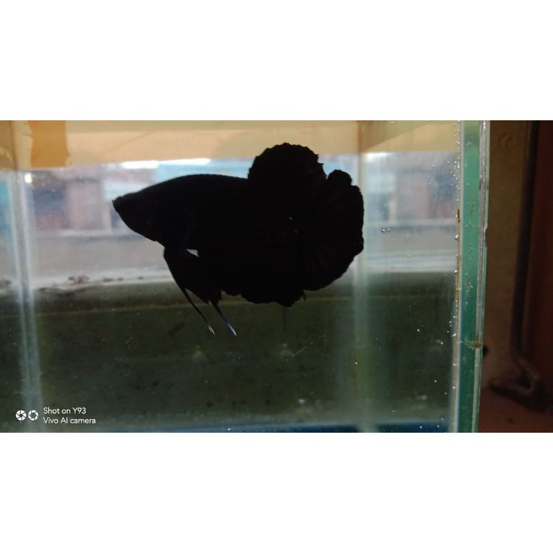 cupang female super black grade