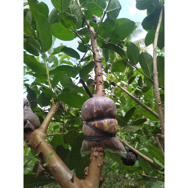 POTONG CANGKOK JAMBU KRISTAL