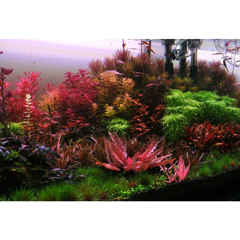 Paket Aquascape Low Tech Pemula - Tanaman Aquarium