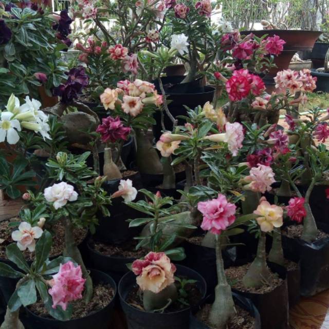 Paket 3 Batang Bibit Bunga  Kamboja  Jepang  Adenium Triple 