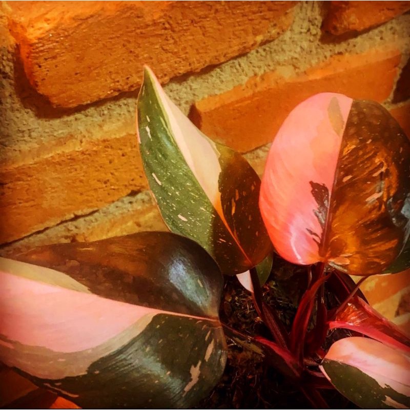 Tanaman Hias Philo Pink princess/ Philodendron Pink princess / Philo murah florist nursery