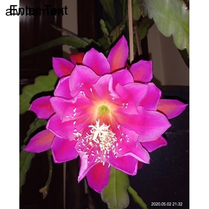 Tanaman hias bibit bunga Wijaya Kusuma Calldream - Tanaman Hidup - Tanaman Gantung - Bunga Hidup