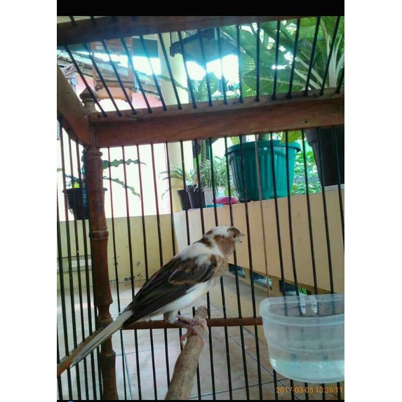 Burung Kenari Panda Gacor/Burung Kenari Panda Jantan/Burung Kenari Panda Betina/Kenari Panda Murah