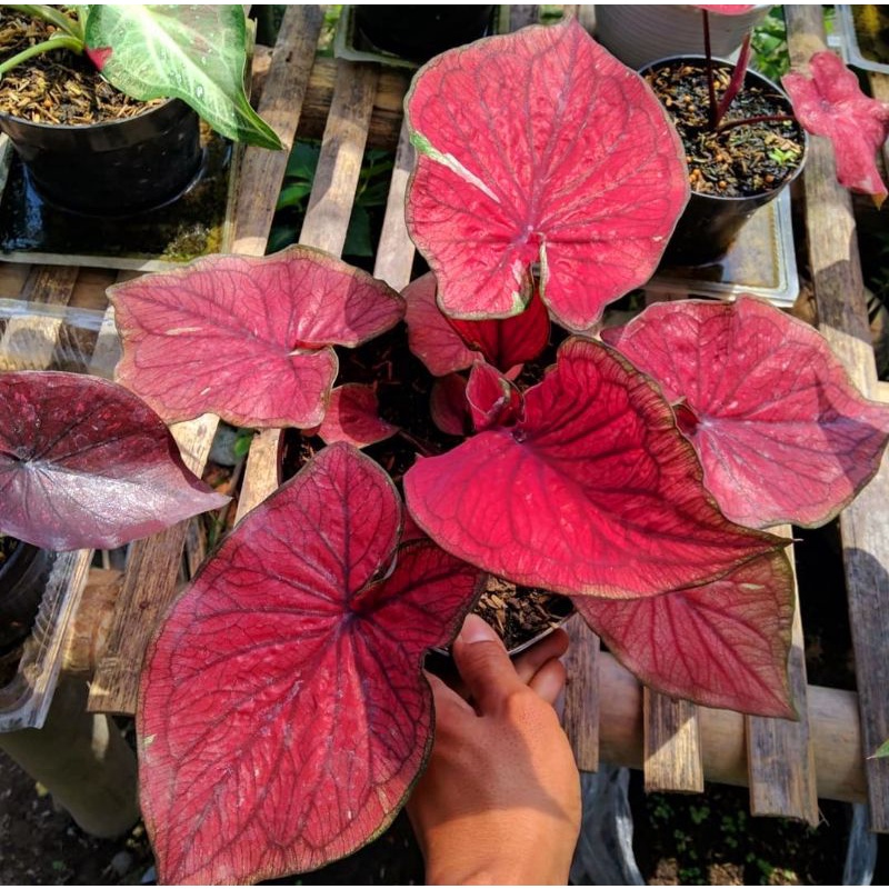 Keladi Red Jaguar Daun Ganda ( DOBLE LEAF ) Anakan Keladi Red Jaguar Murah / Bunga Hias Murah / Kela
