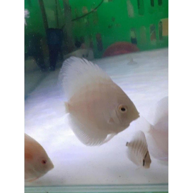 discus diamond white