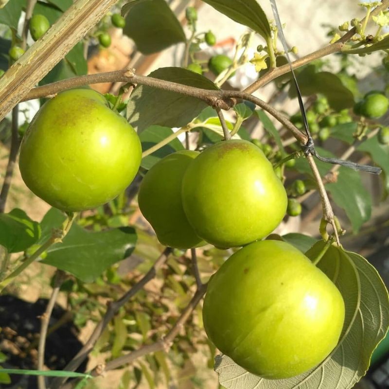 bibit apel putsa/apel india