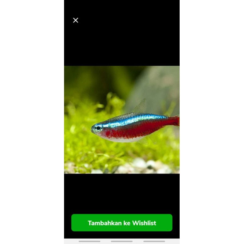 ikan cardinal tetra...m...