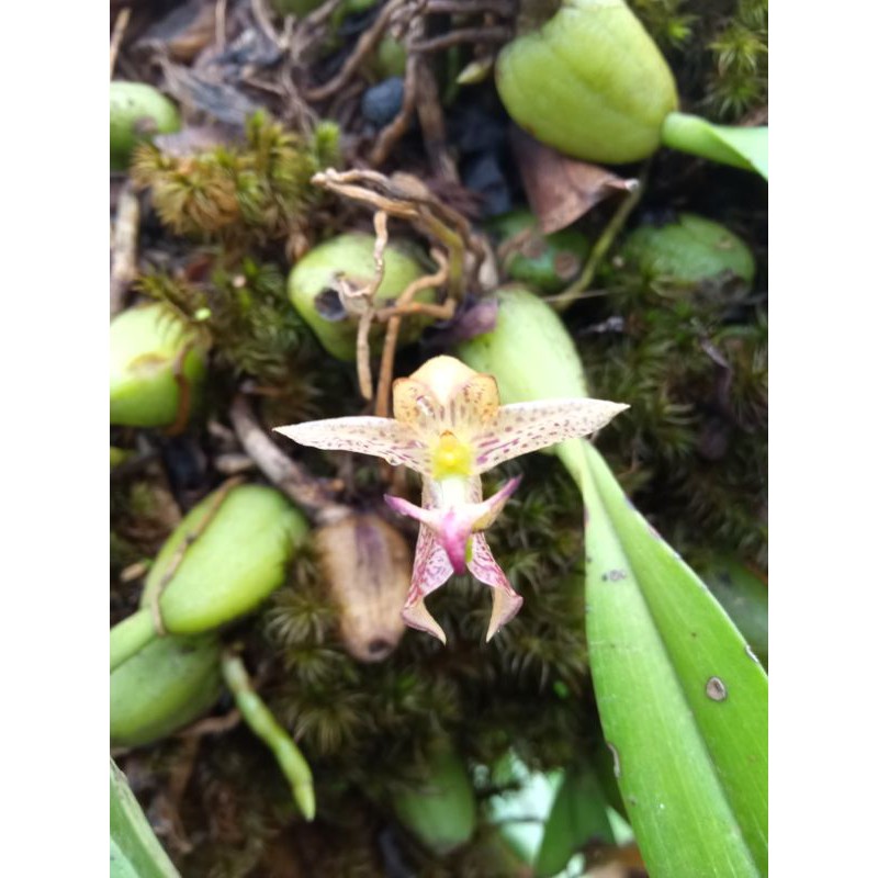 anggrek bulbophyllum ecornutum