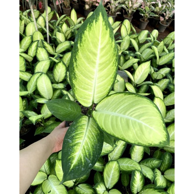 aglonema blanceng susu~blanceng susu