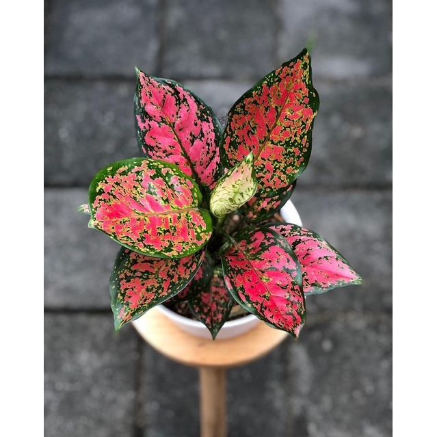 Tanaman Hias Aglonema Venus - Bunga Aglonema - Aglonema Hidup - tanaman hias hidup - bunga hias - bu