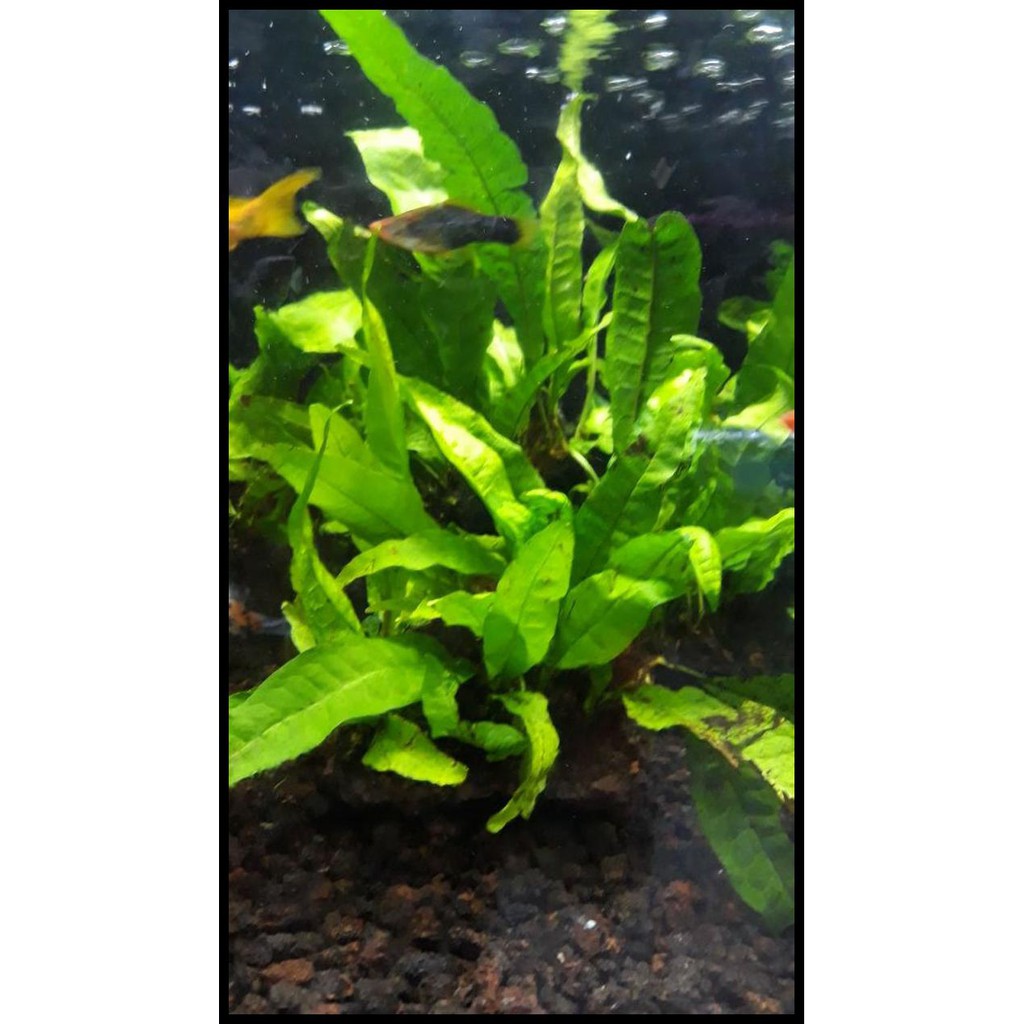 Tanaman Aquascape " Pakis Kadaka "