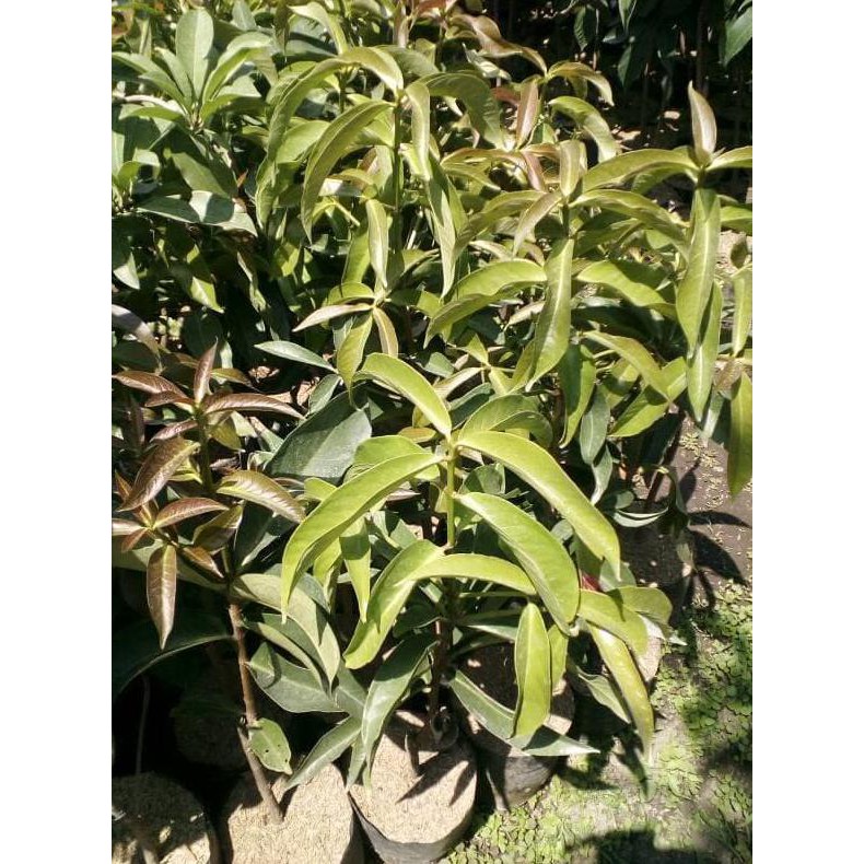 ** tanaman pohon buah jambu darsono/jambu bol