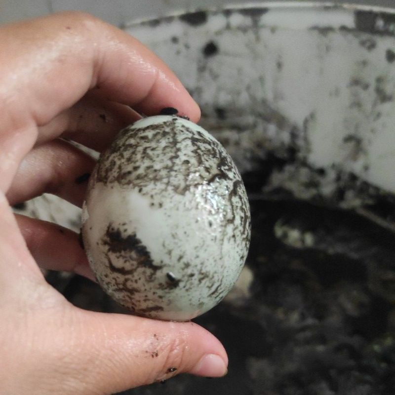 

telur asin