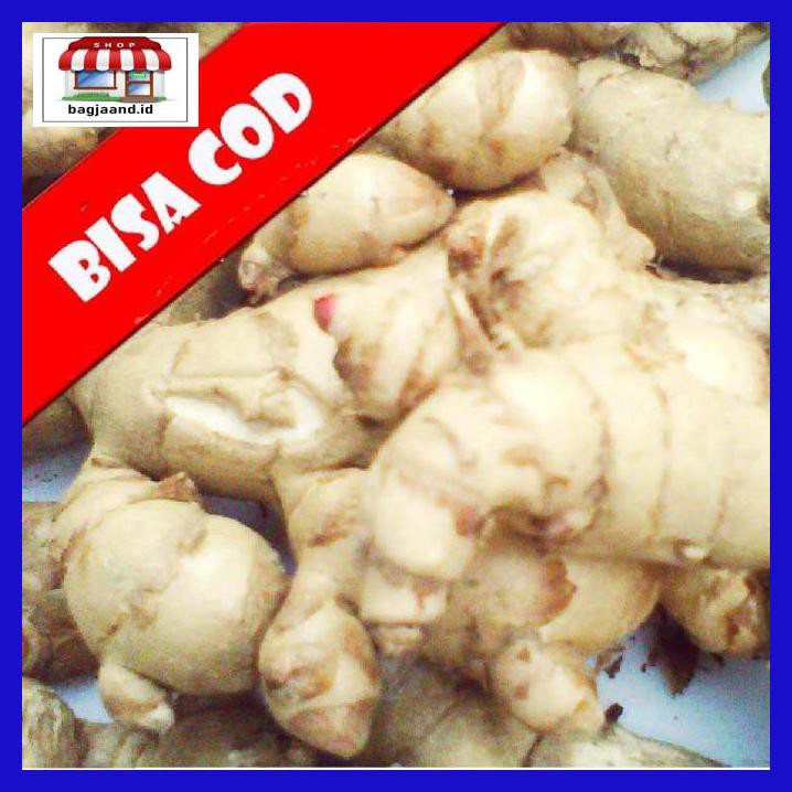 

R6Rey7- Kunyit / Temu Putih 1Kg Segar Curcuma Zedoaria Order Langsung Panen T8Rjur-