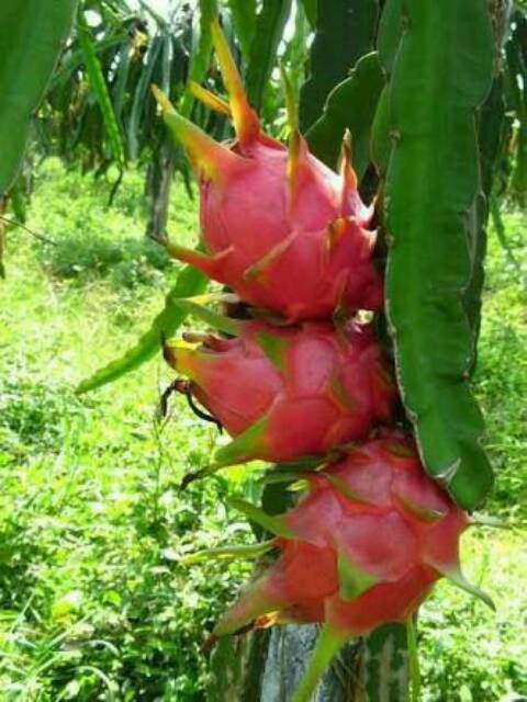 Bibit Tanaman Buah Naga Putih