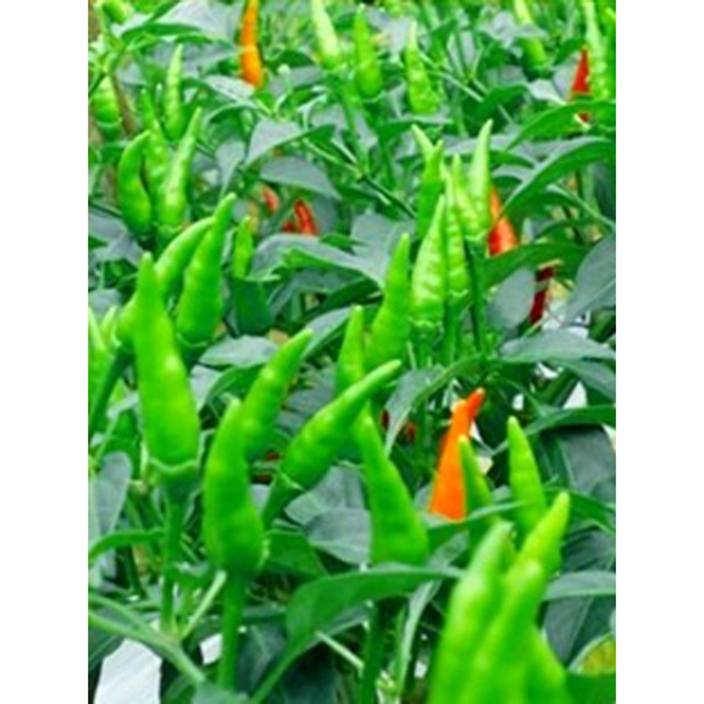 Bibit Benih Biji Cabe Rawit Hijau Pedas - Biji Tanaman Cabe Rawit Hijau - Bibit Cabe Rawit Hijau-COD