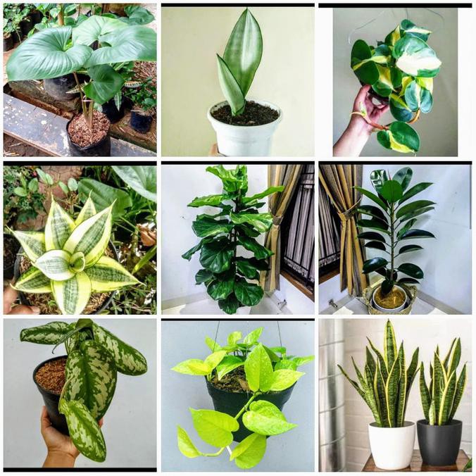 Jual Paketan 9 Jenis Tanaman Hias Indoor Outdoor Mudikulo Com1 Indonesia Shopee Indonesia