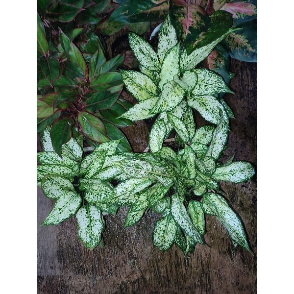 aglonema snowet Murah Grosir