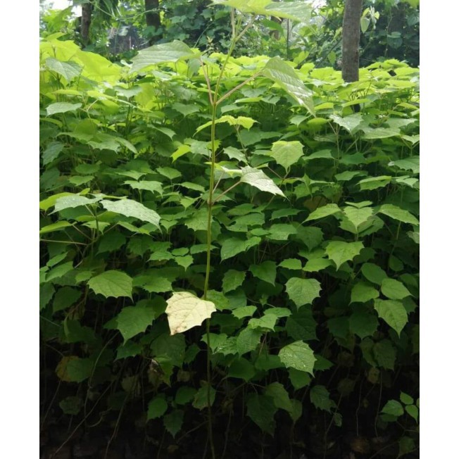 Biji Benih Tanaman Pohon Gmelina unggul/benih bibit/benih biji