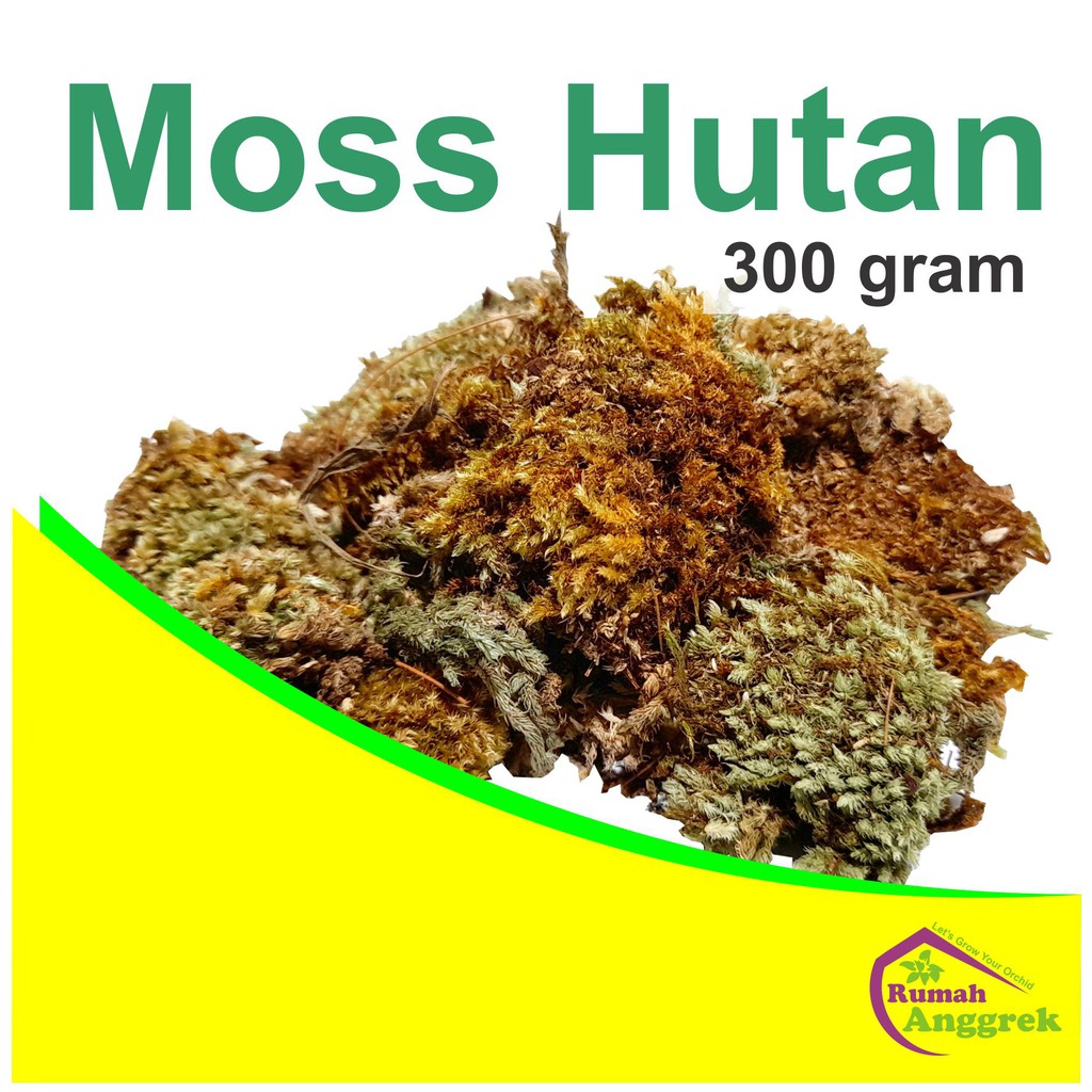 Media Moss Hutan 300 gram spagnum spaghnum sphagnum putih lumut hijau kering tanam anggrek tanduk ru