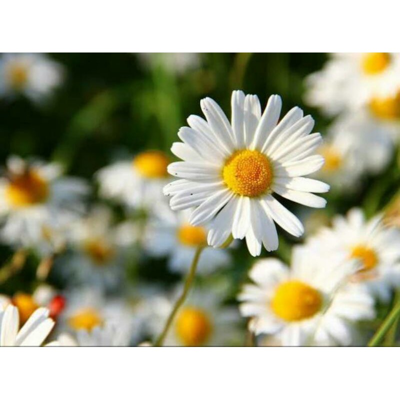 Benih bunga aster mix