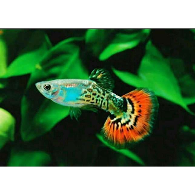 guppy cobra perekor