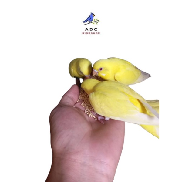 parkit Lutino MM Jinak