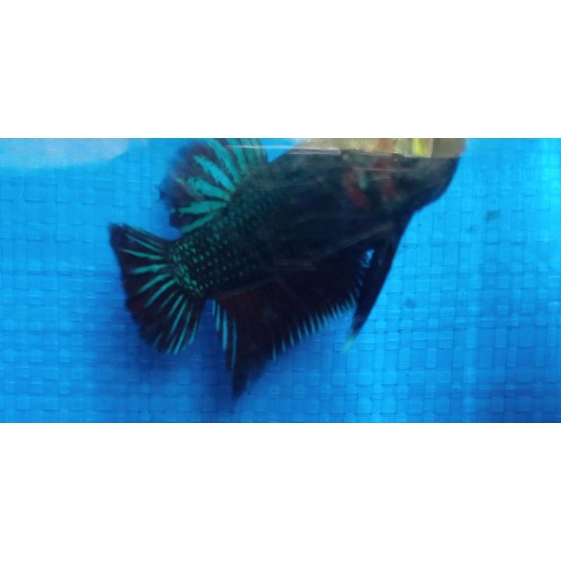 ikan cupang hias plakat jantan