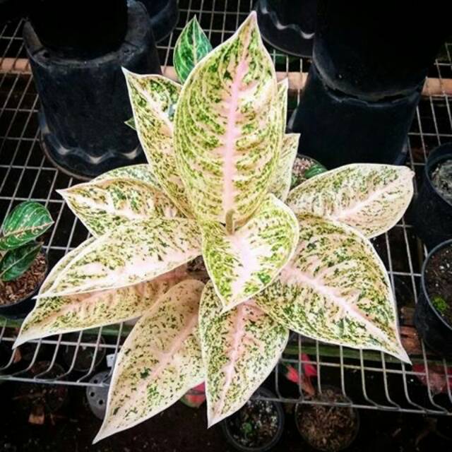 Bunga aglonema mutiara