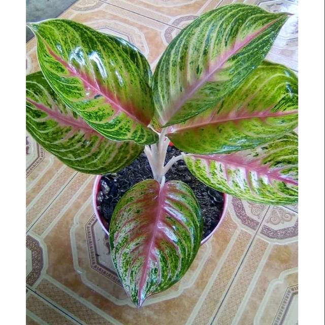 bibit bunga aglonema widuri super unggul