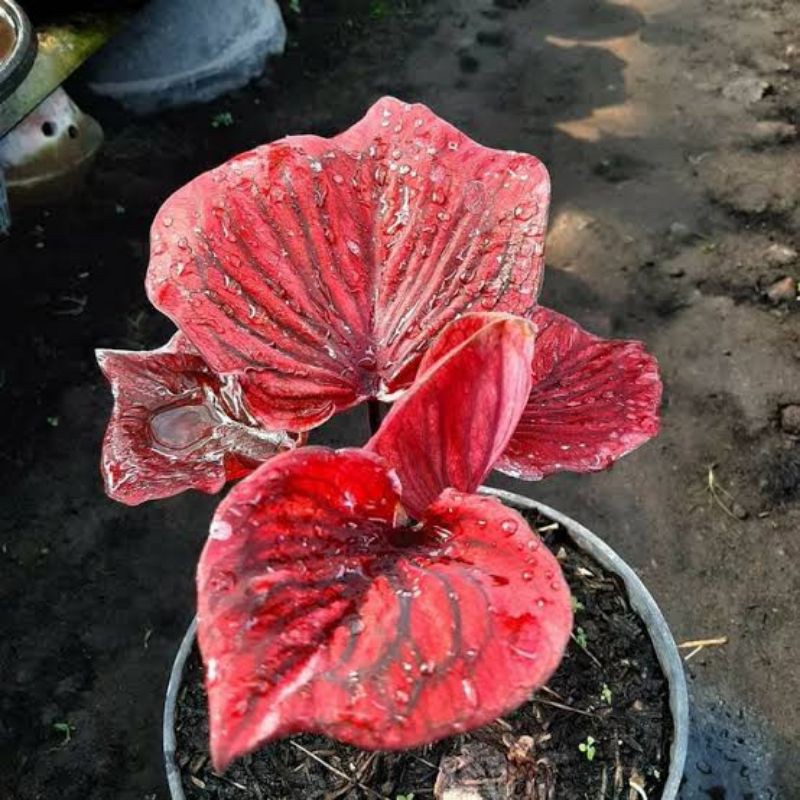 umbi caladium nagoya